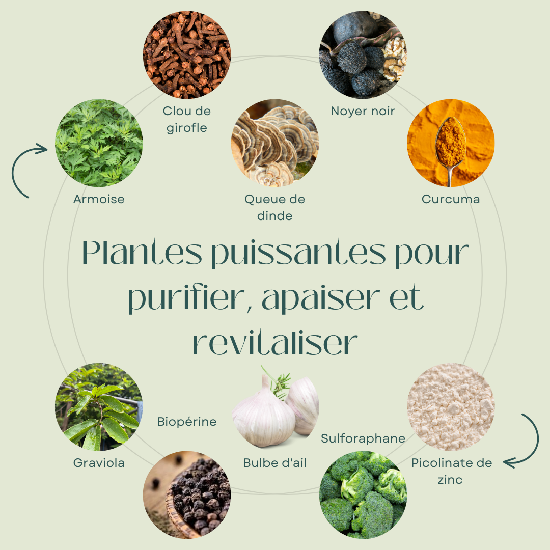 Novera – Cure naturelle qui élimine les toxines, apaise la digestion et libère un ventre plus léger.