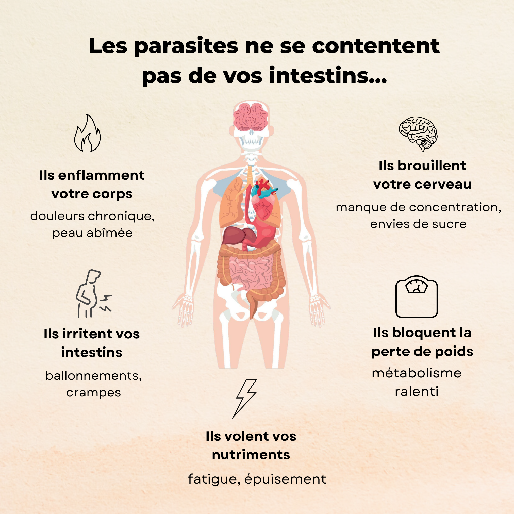 Novera™ – Énergie naturelle, digestion légère & bien-être durable